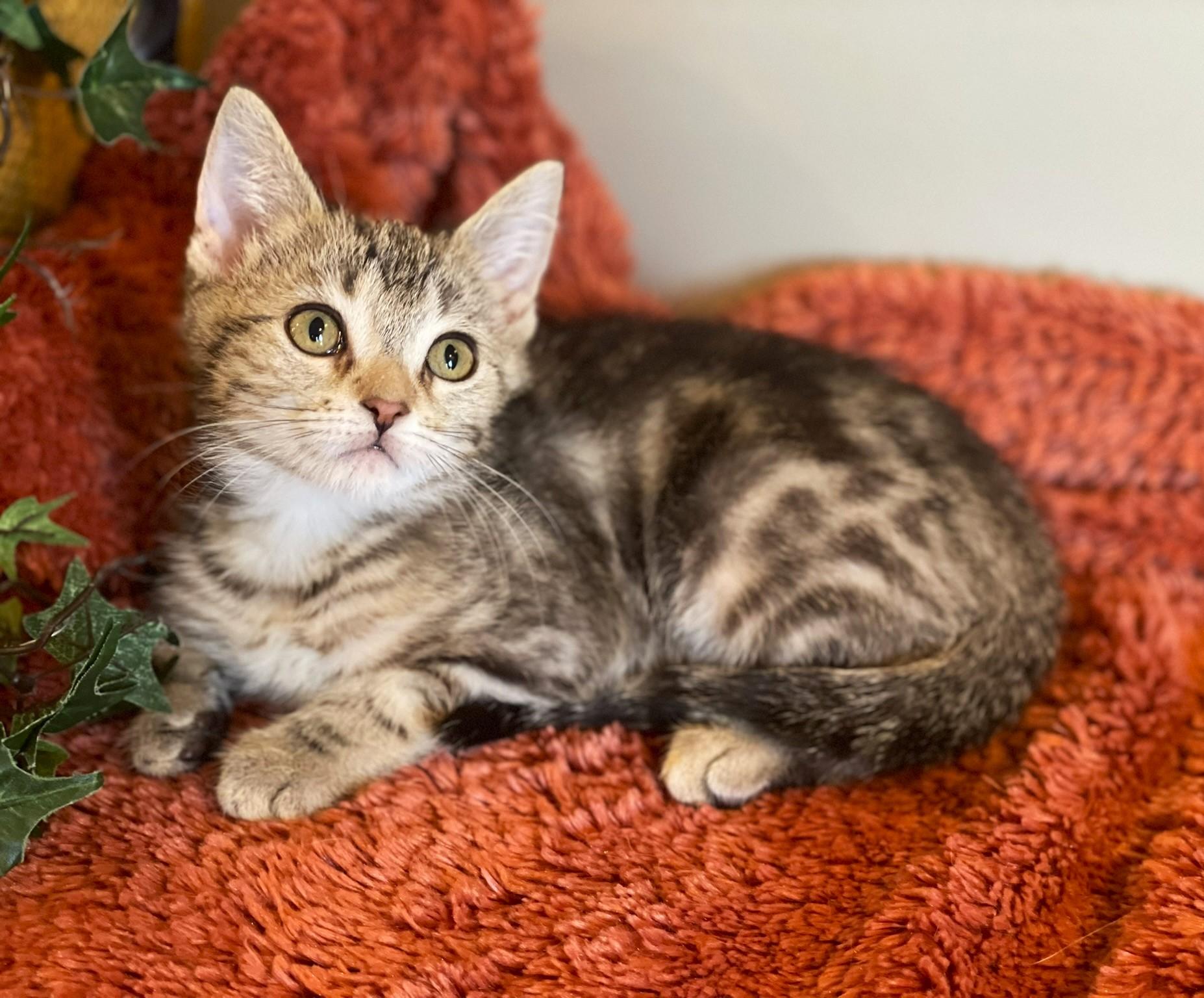 Xandra @ Canton PetSmart Habitat Michigan Ave