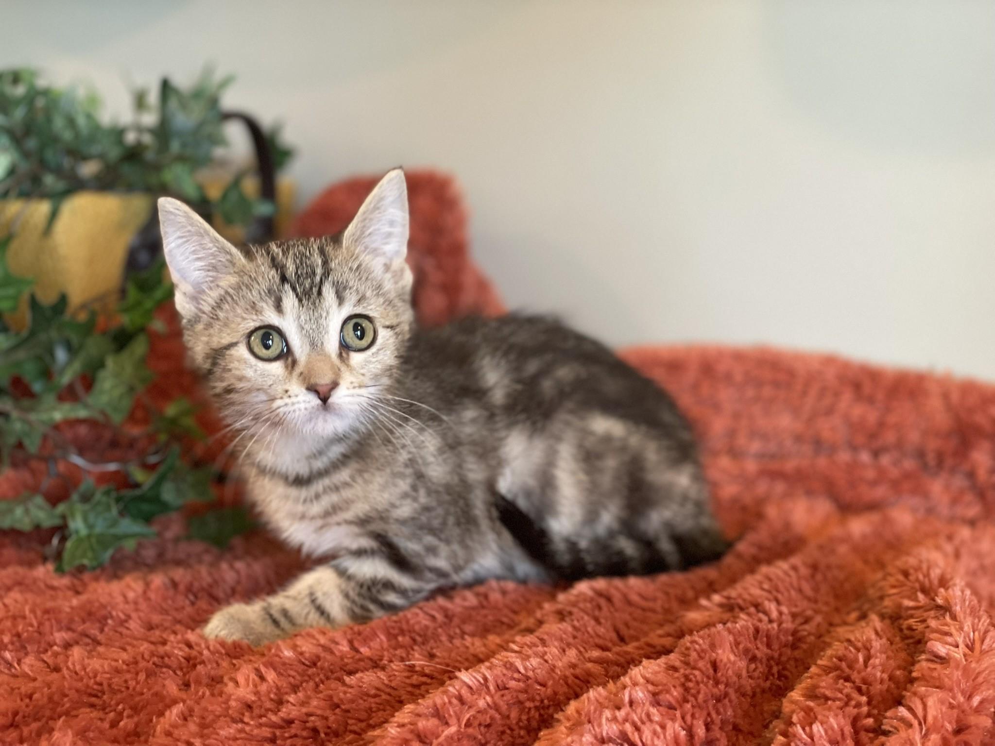 Xandra @ Canton PetSmart Habitat Michigan Ave 5