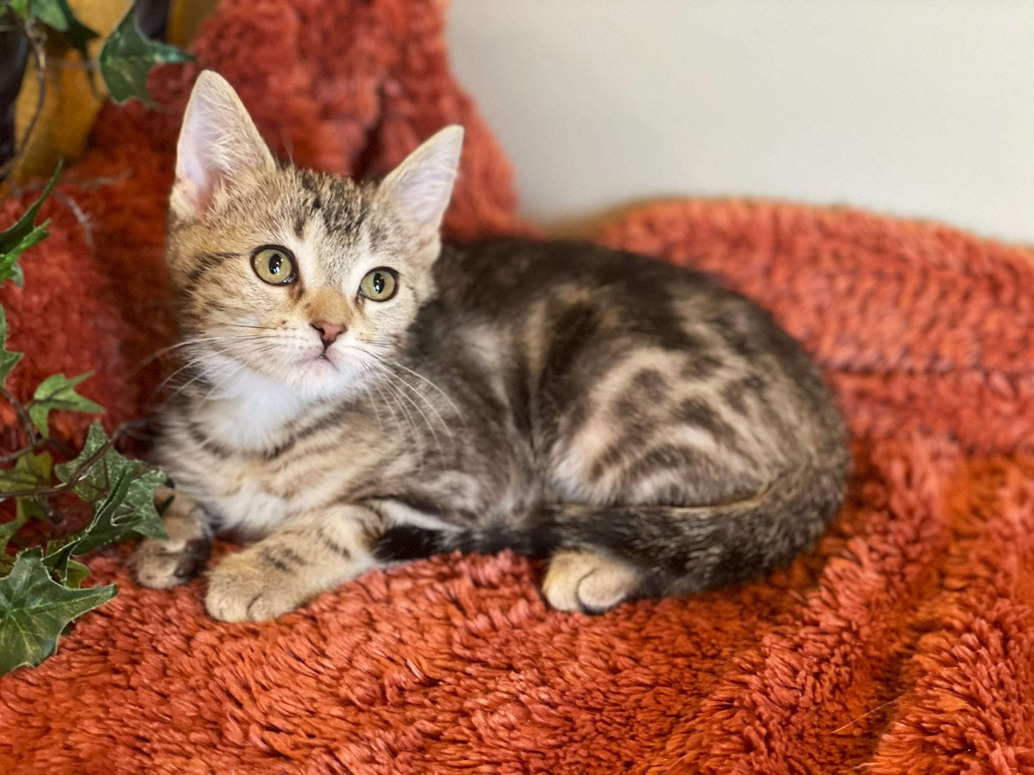 Xandra @ Canton PetSmart Habitat Michigan Ave 3