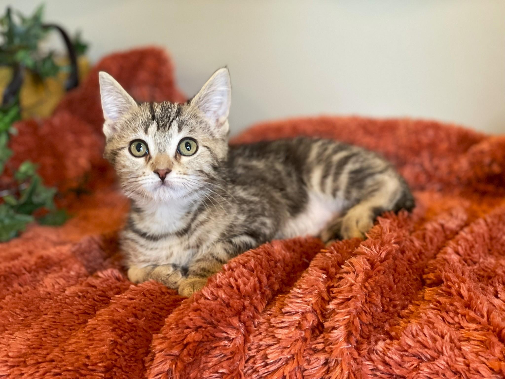 Xandra @ Canton PetSmart Habitat Michigan Ave 2