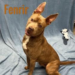 Fenrir, Adoptable, Adult Male Mixed Breed.