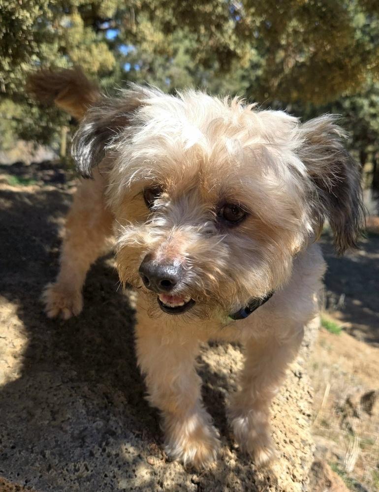 Daisy, Adoptable, Adult Female Shih Tzu & Pug.