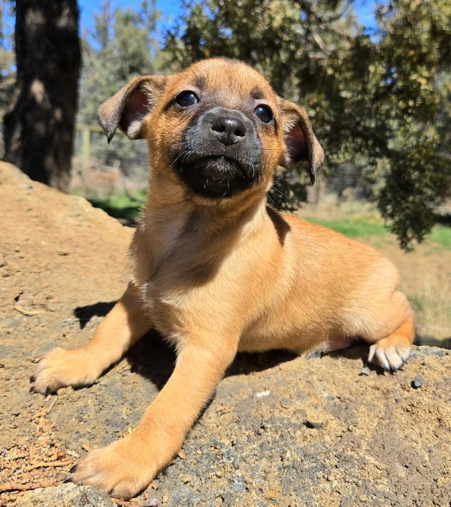 Enlarge Daisy, a Adopted mixed breed in Bend, OR image 2/3