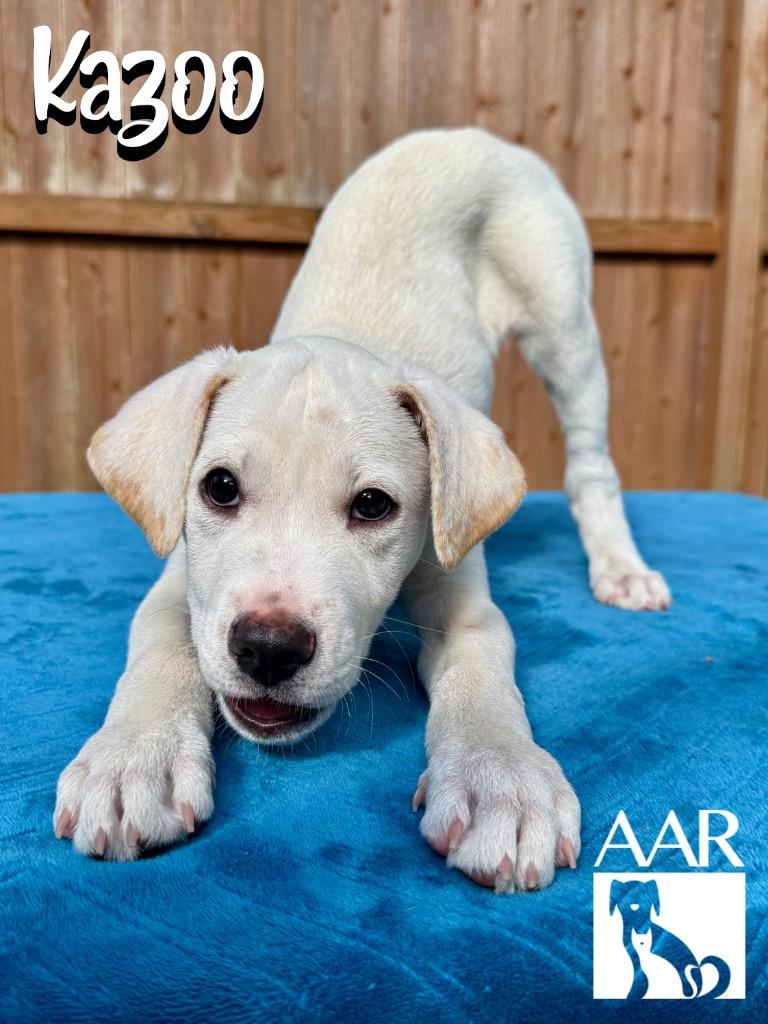 Enlarge Kazoo, a Adoptable mixed breed in Magnolia, TX image 1/6