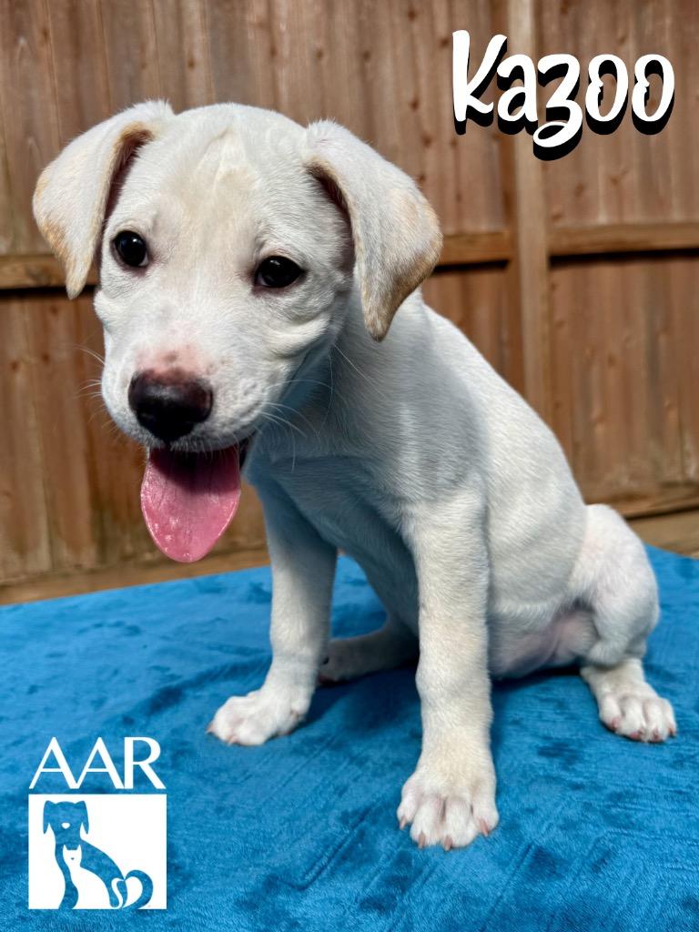 Enlarge Kazoo, a Adoptable mixed breed in Magnolia, TX image 2/6