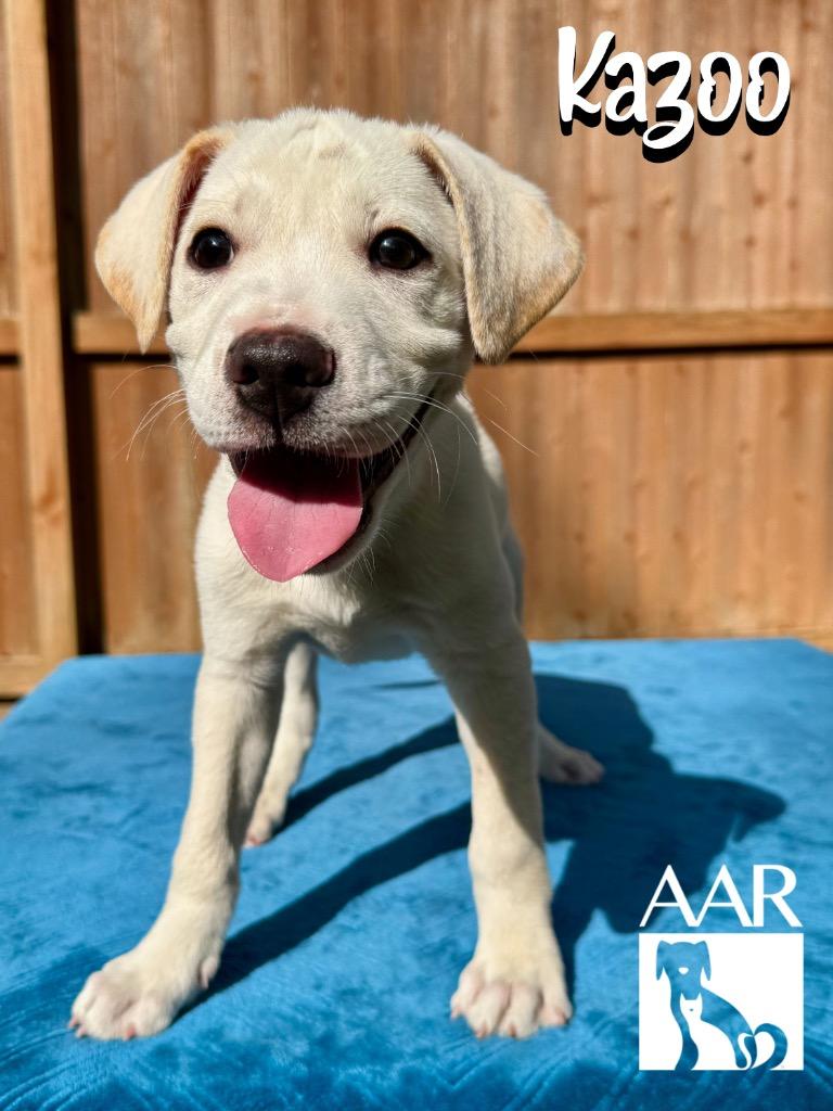 Enlarge Kazoo, a Adoptable mixed breed in Magnolia, TX image 3/6