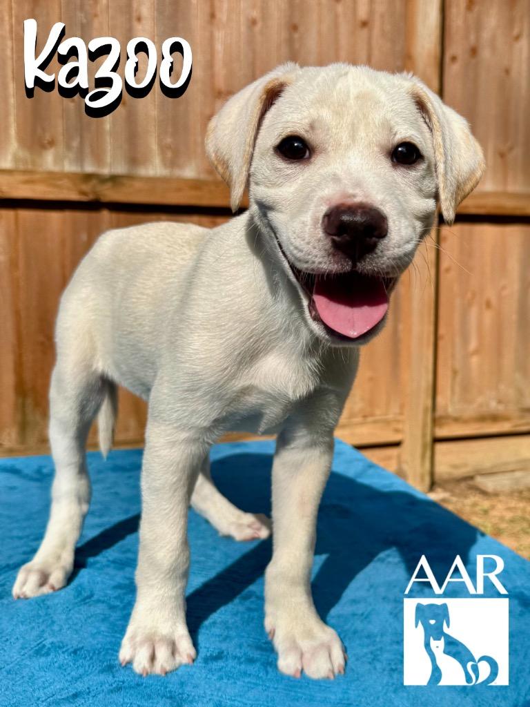 Enlarge Kazoo, a Adoptable mixed breed in Magnolia, TX image 4/6