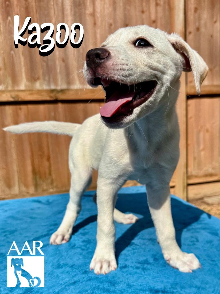 Enlarge Kazoo, a Adoptable mixed breed in Magnolia, TX image 5/6
