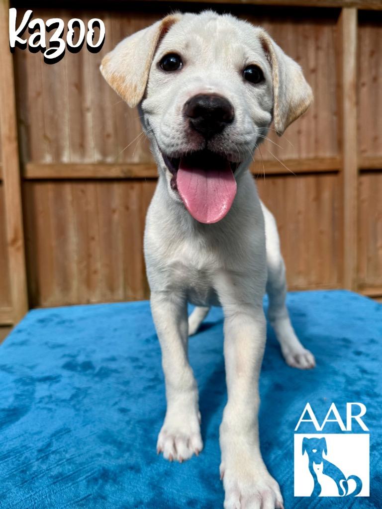 Enlarge Kazoo, a Adoptable mixed breed in Magnolia, TX image 6/6