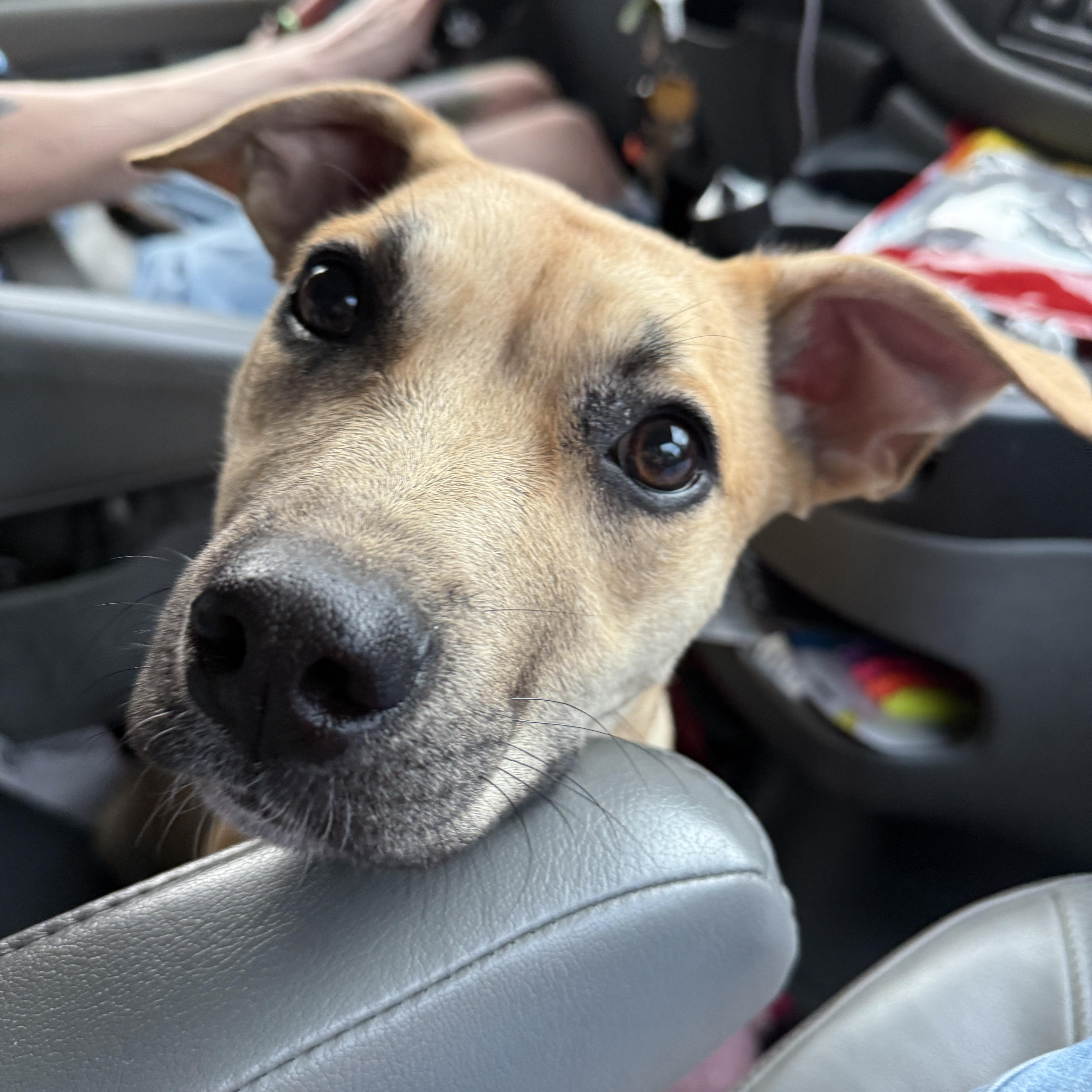 Chiquita Banana thumbnail 2