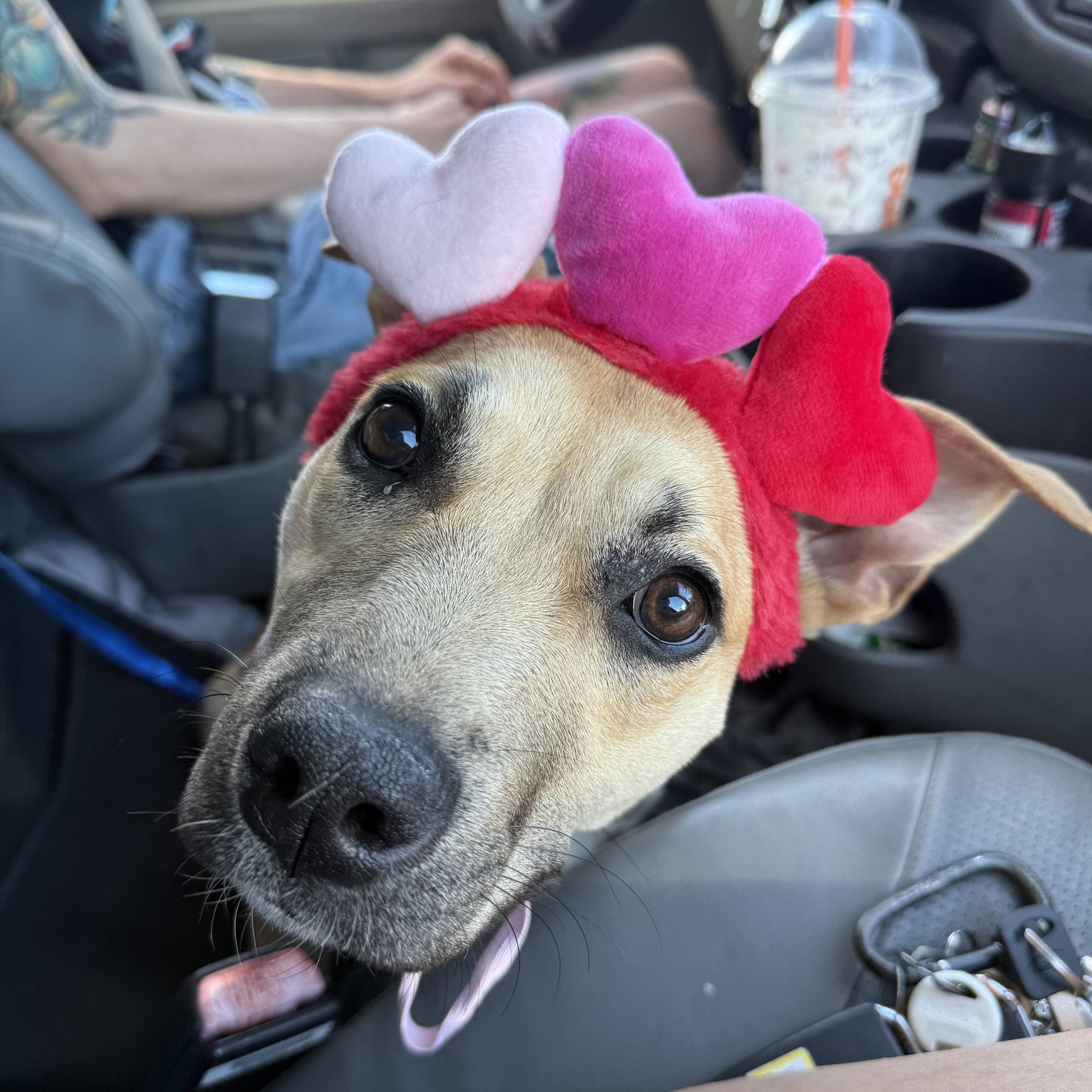 Enlarge Chiquita Banana , an adopted mixed breed in Deltona, FL image 2/3