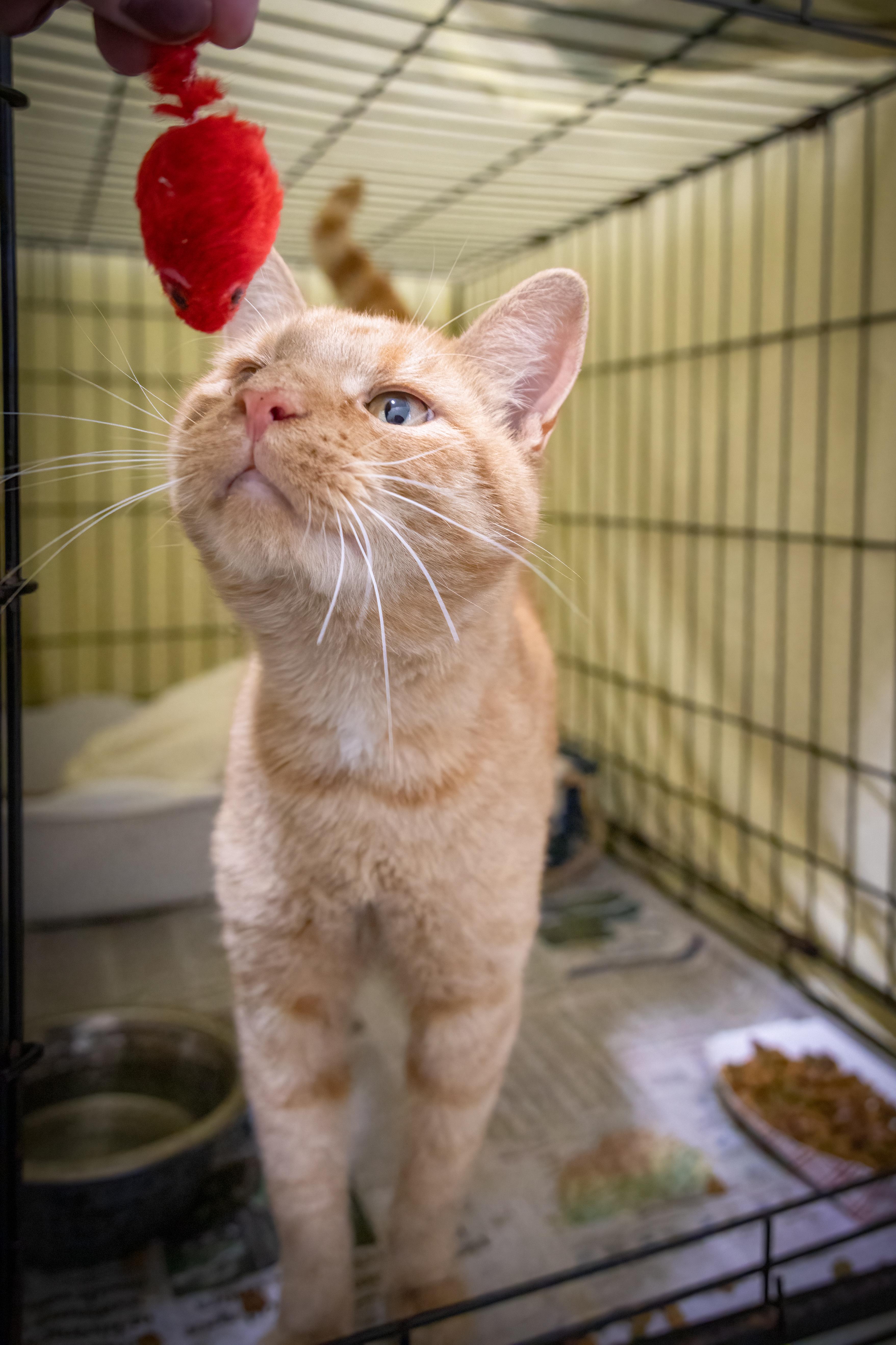 Legend (FCID# 10/22/2025 - 79 Trainer)