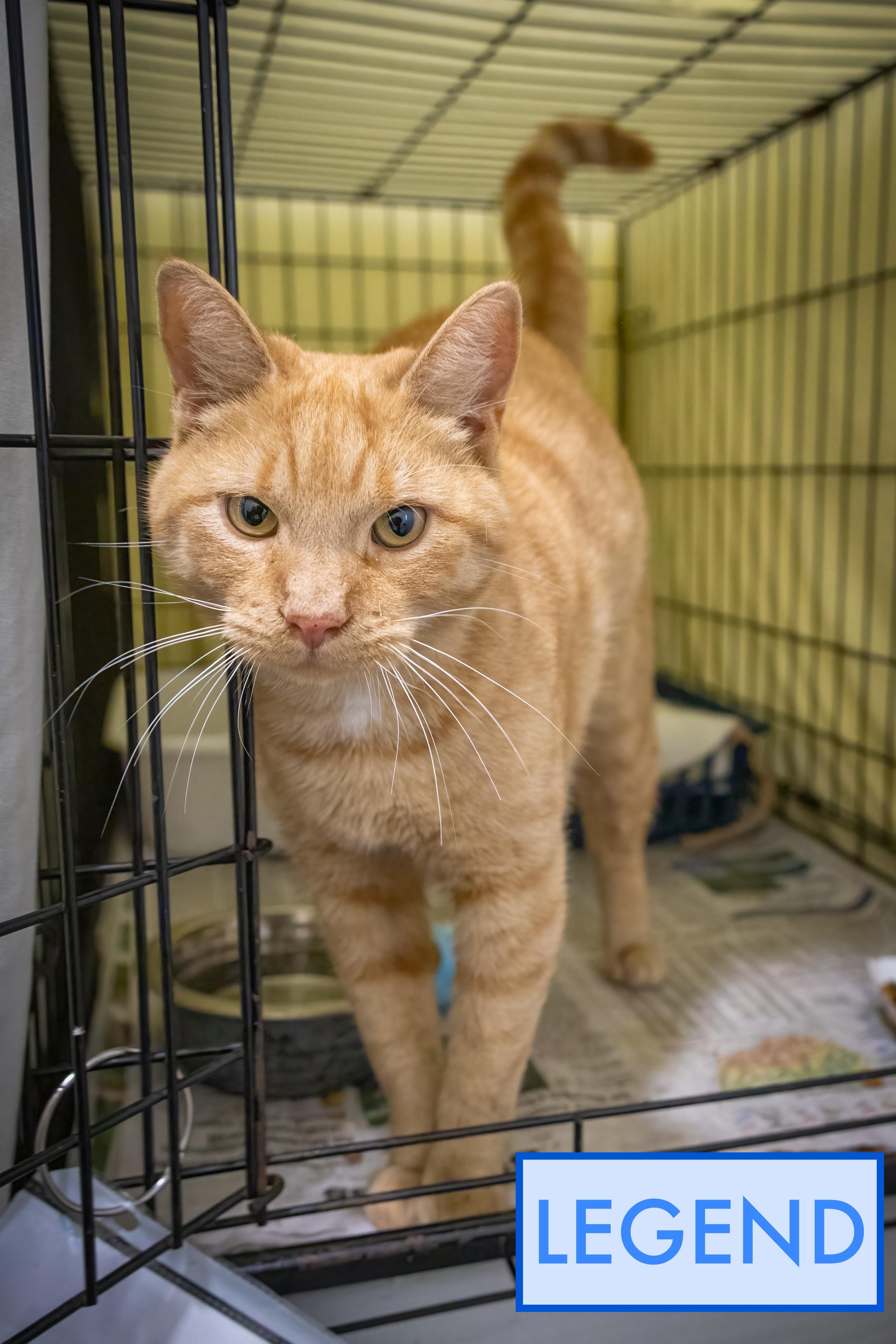 Legend (FCID# 10/22/2025 - 79 Trainer)