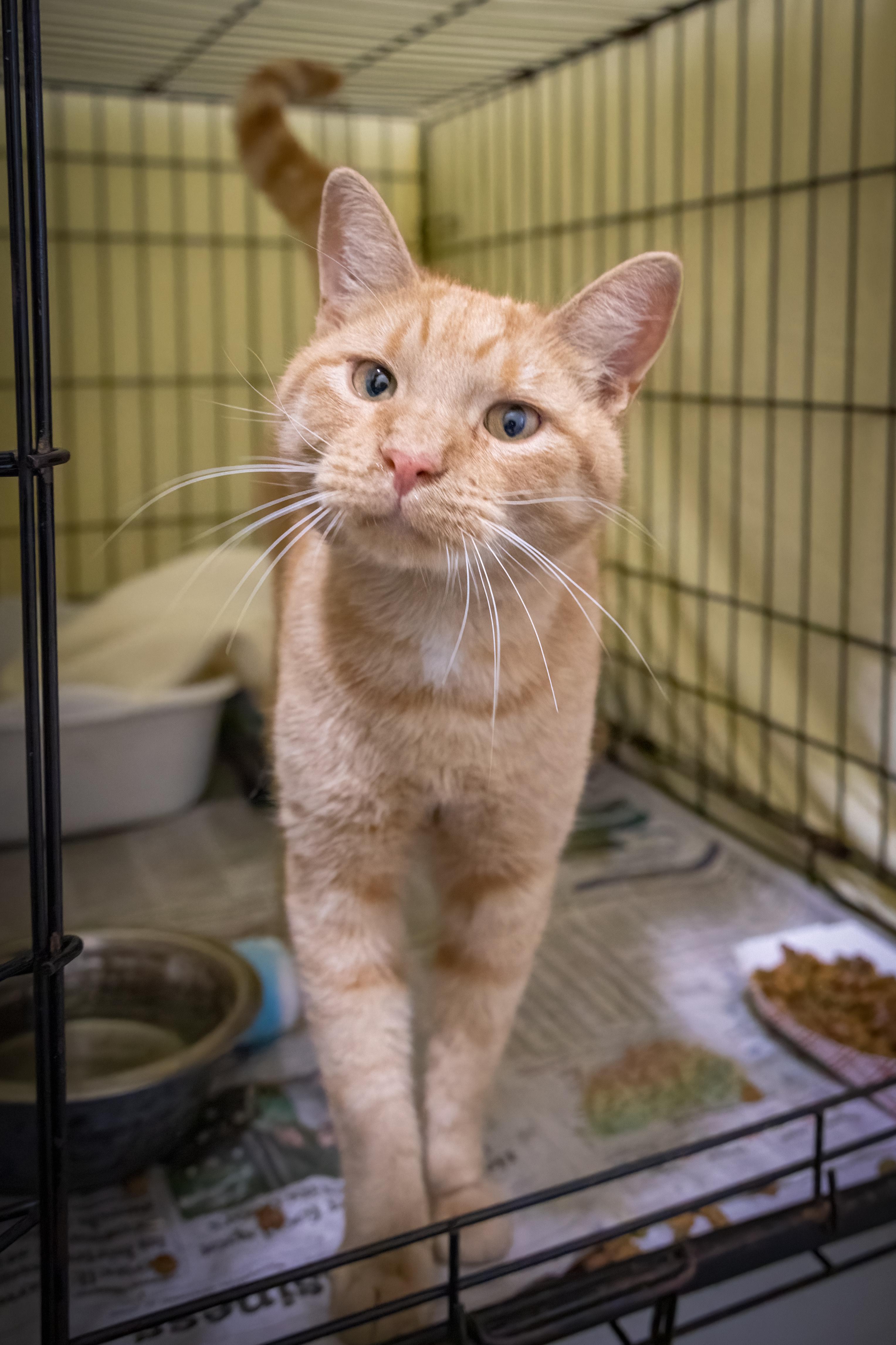 Legend (FCID# 10/22/2025 - 79 Trainer)