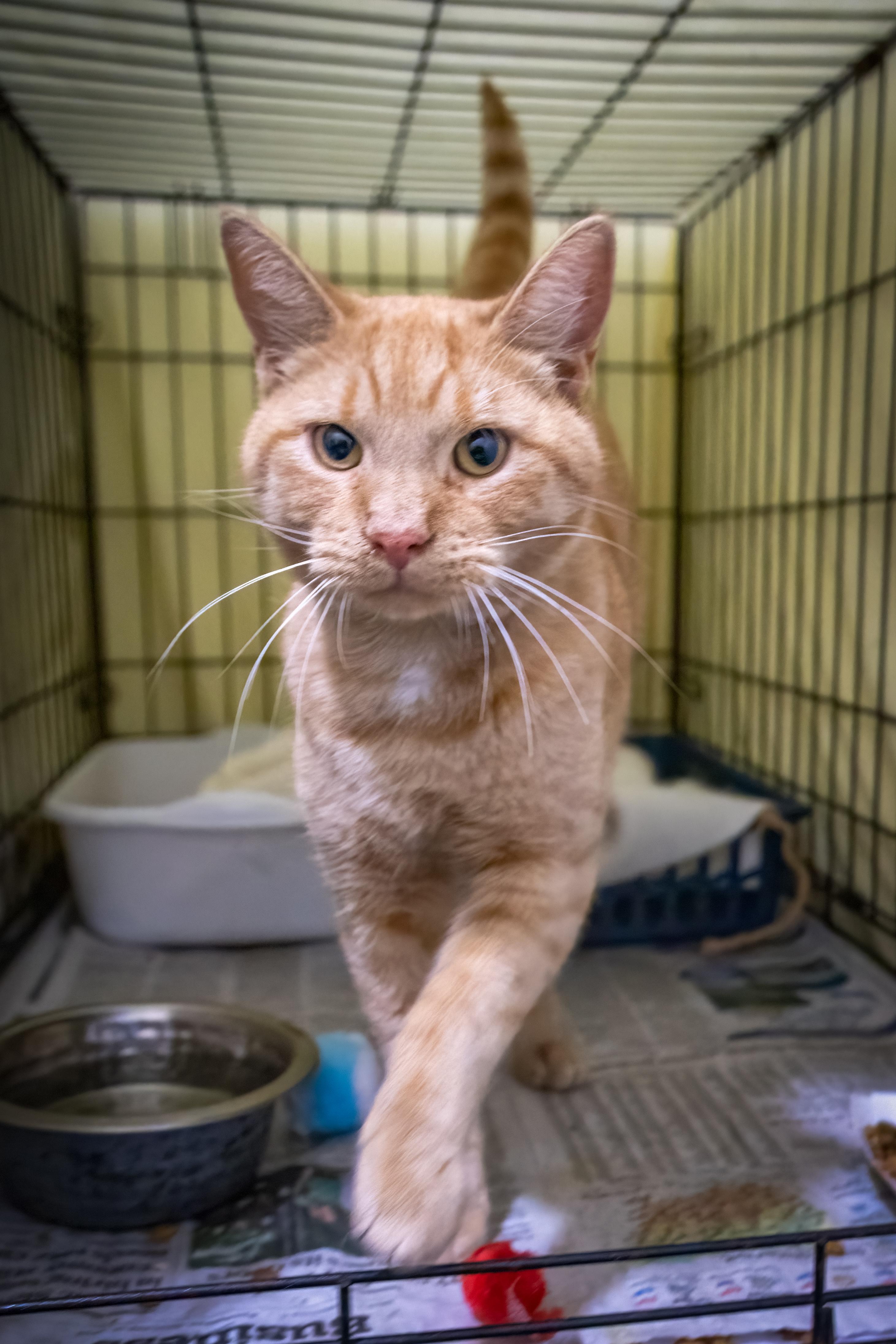 Legend (FCID# 10/22/2025 - 79 Trainer)