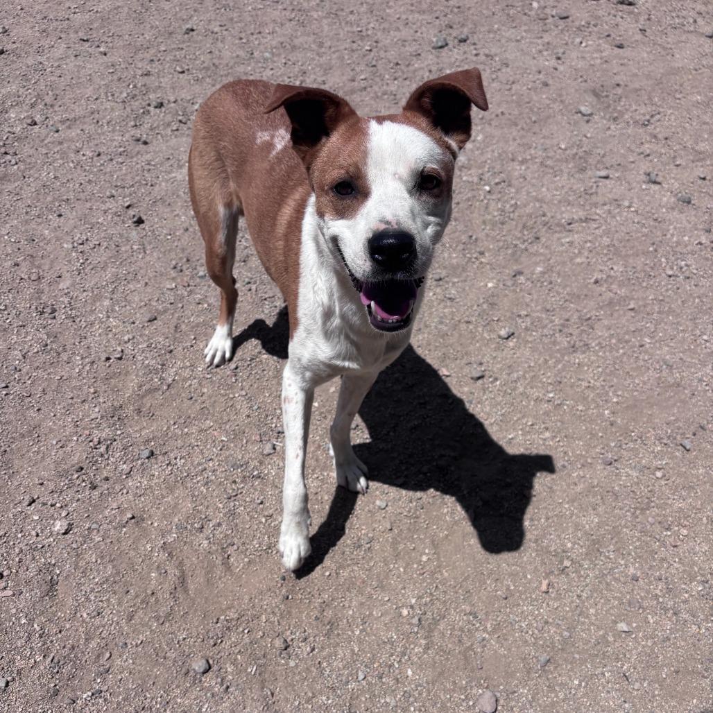 Harry, Adoptable, Young Male Pit Bull Terrier.