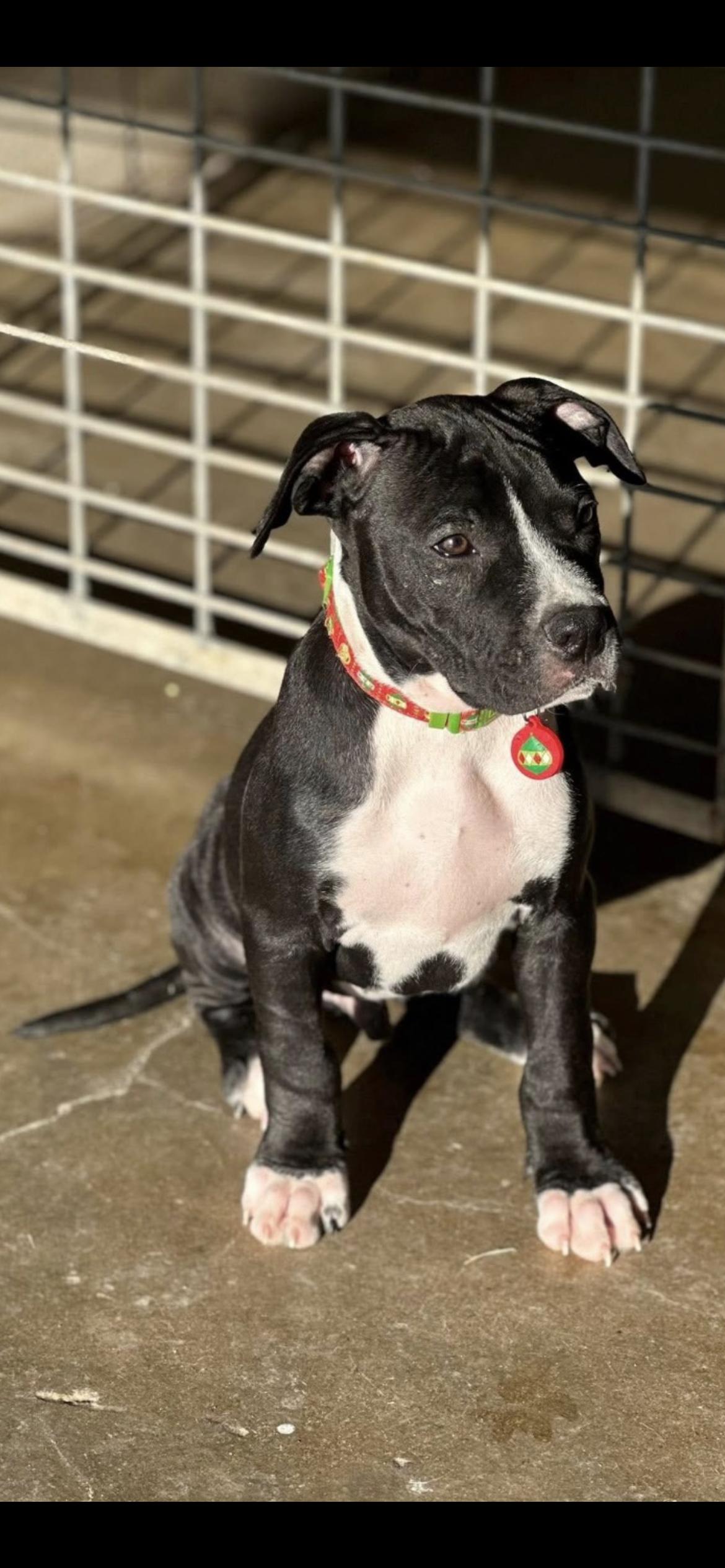 Sebastian, adoptable, Young Male Pit Bull Terrier & Boxer.