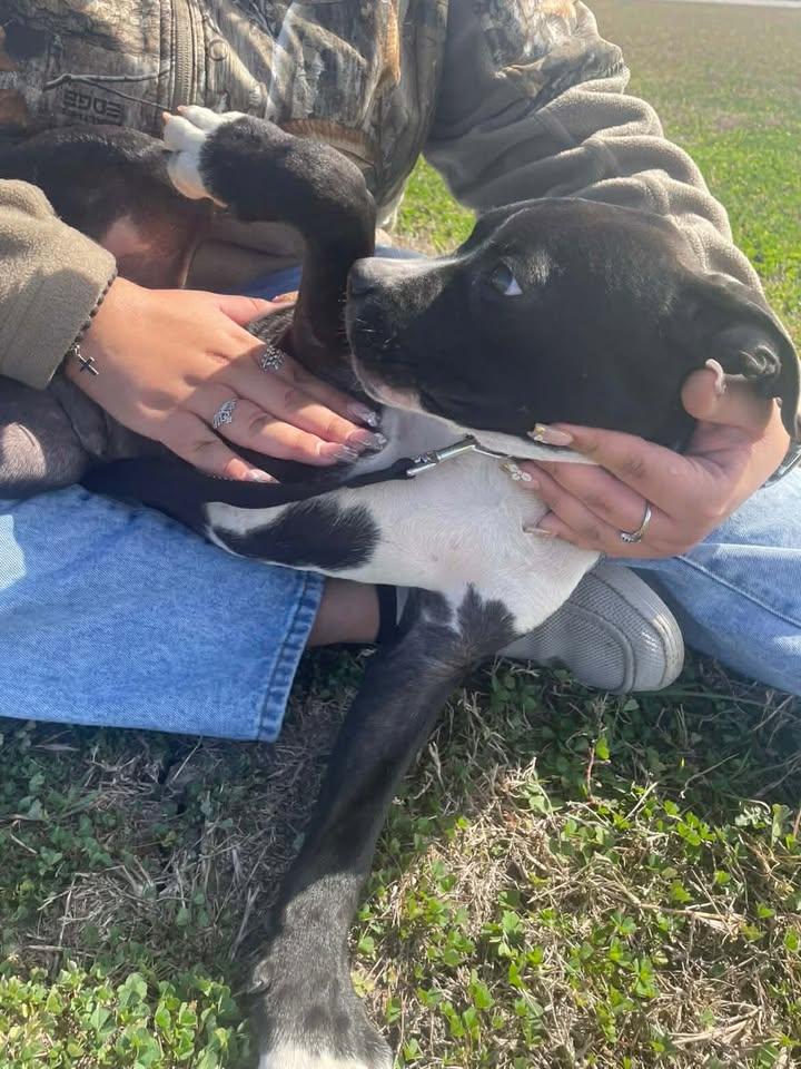 Sebastian, adoptable, Young Male Pit Bull Terrier & Boxer.