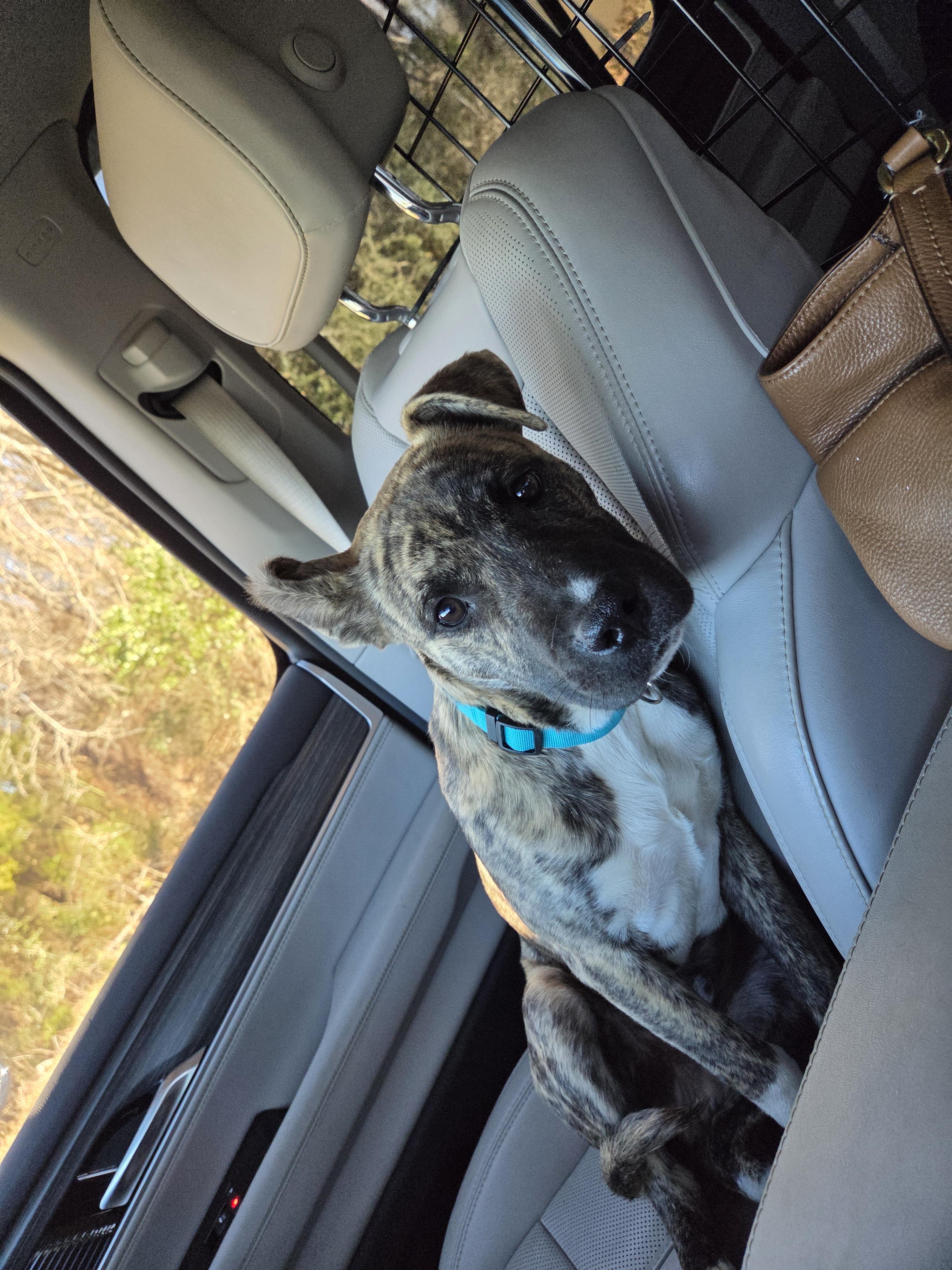 Enlarge Seamus, an adopted mixed breed in PENSACOLA, FL image 4/5