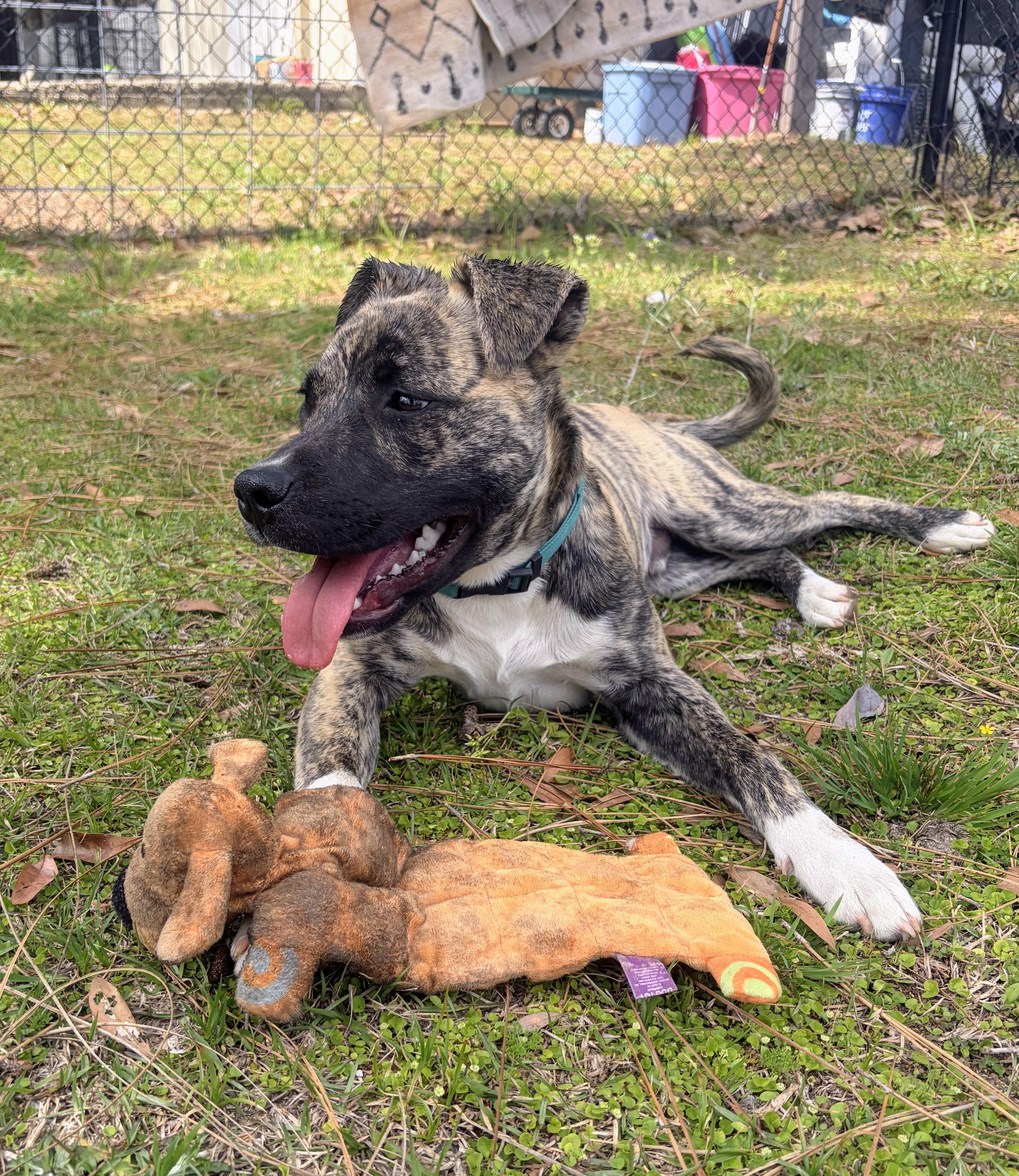 Enlarge Seamus, an adopted mixed breed in PENSACOLA, FL image 1/5