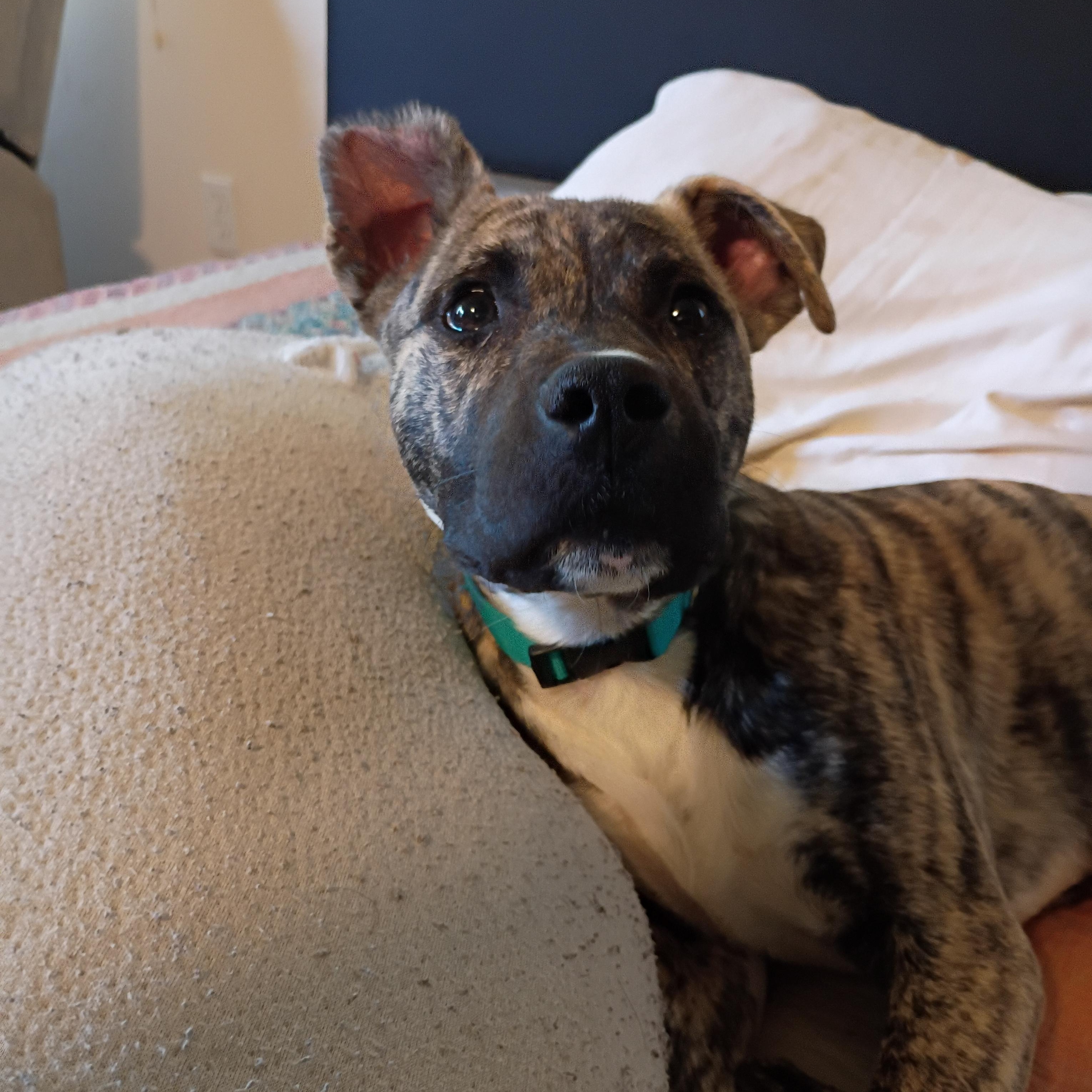 Enlarge Seamus, an adopted mixed breed in PENSACOLA, FL image 5/5