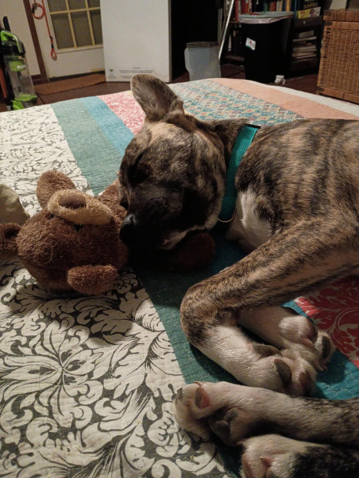 Enlarge Seamus, an adopted mixed breed in PENSACOLA, FL image 3/5