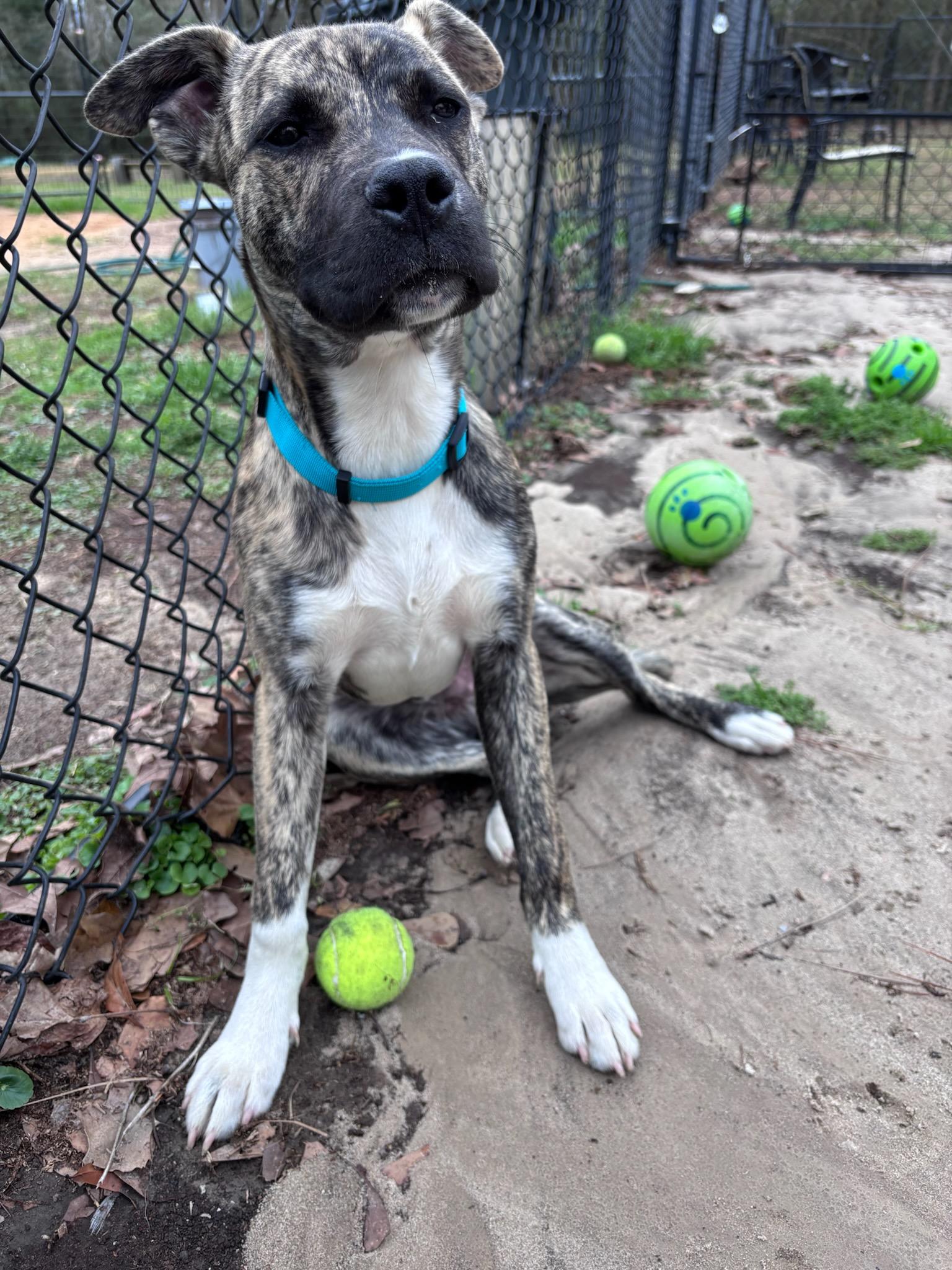 Enlarge Seamus, an adopted mixed breed in PENSACOLA, FL image 2/5
