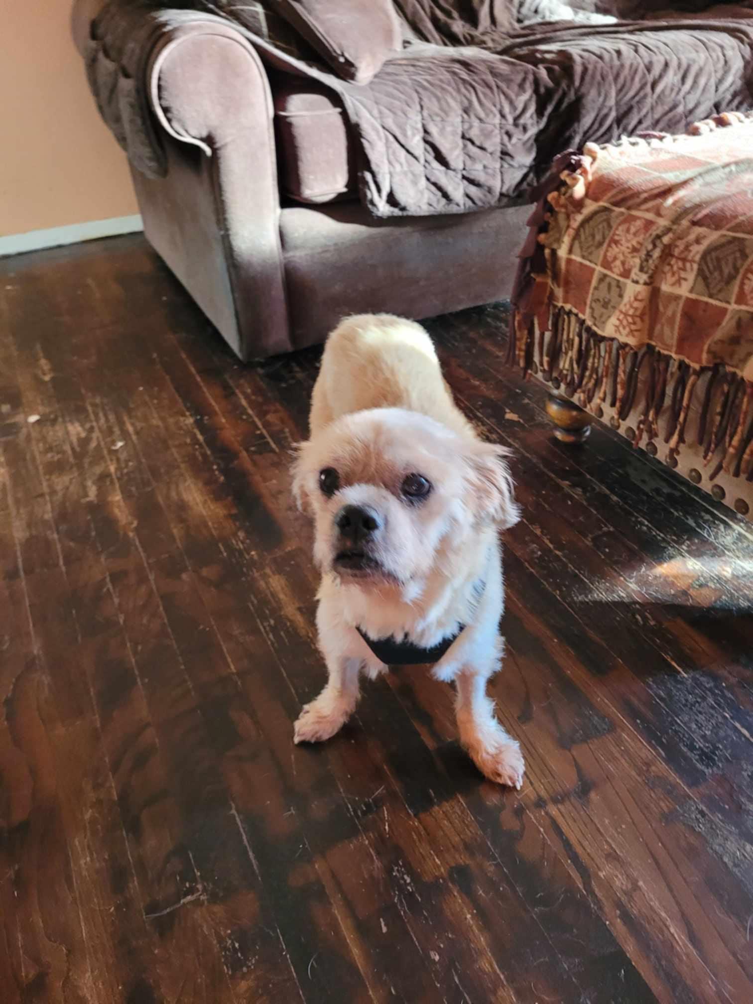 Enlarge Odie (Please read my description thoroughly I am in a holistic rescue), a Adoptable Puggle in Warren, MI image 1/4