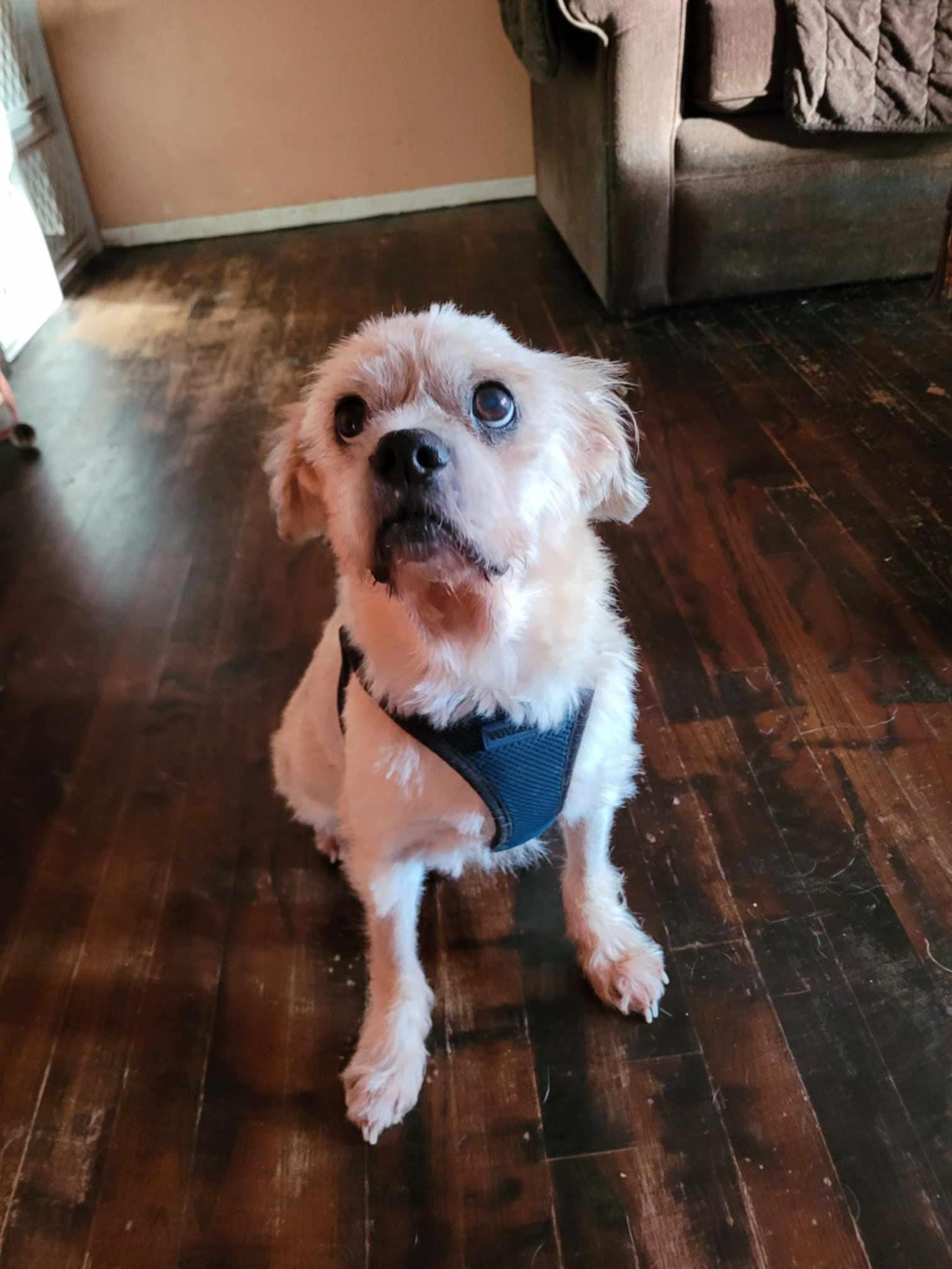 Enlarge Odie (Please read my description thoroughly I am in a holistic rescue), a Adoptable Puggle in Warren, MI image 2/4