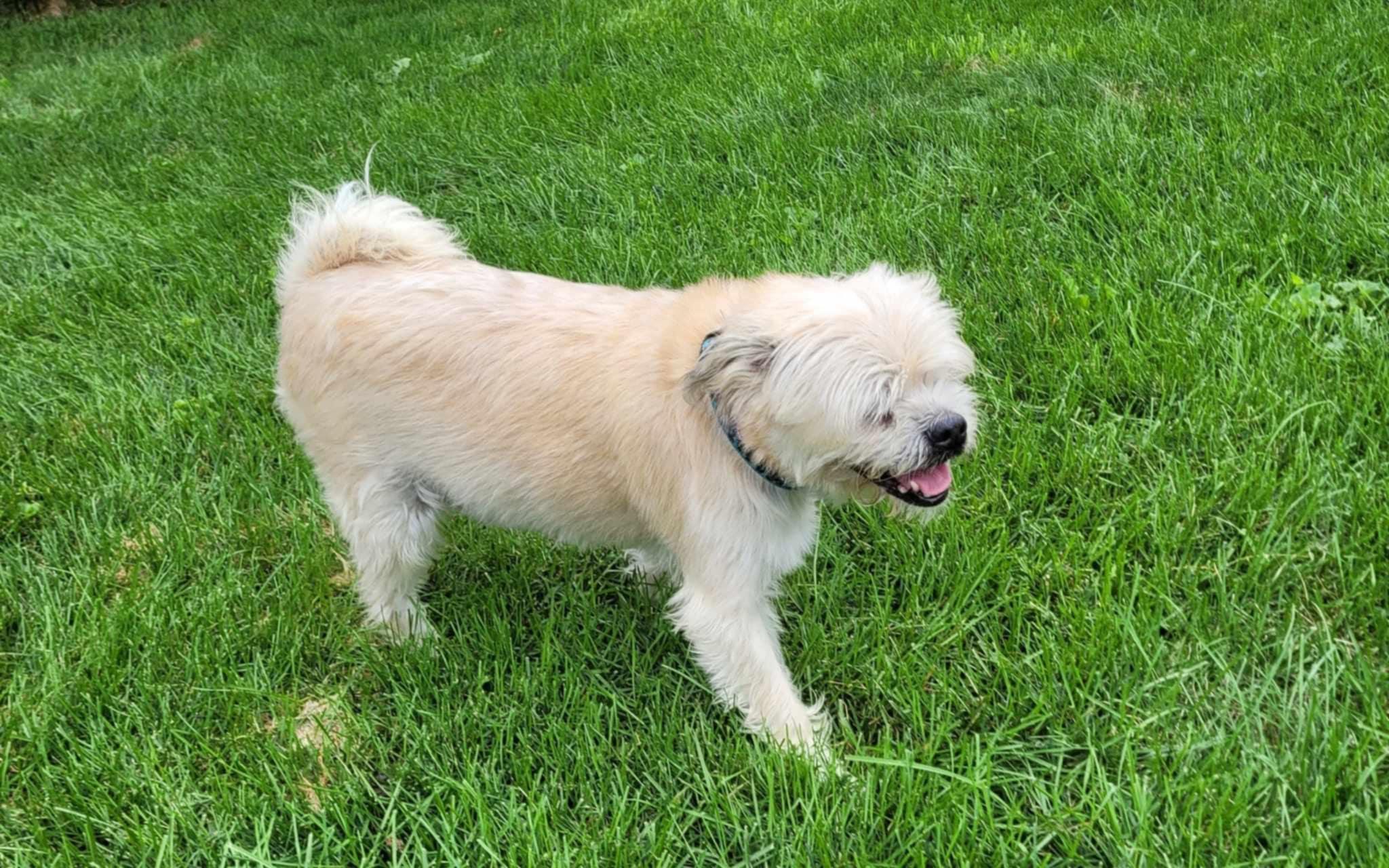 Enlarge Odie (Please read my description thoroughly I am in a holistic rescue), a Adoptable Puggle in Warren, MI image 3/4