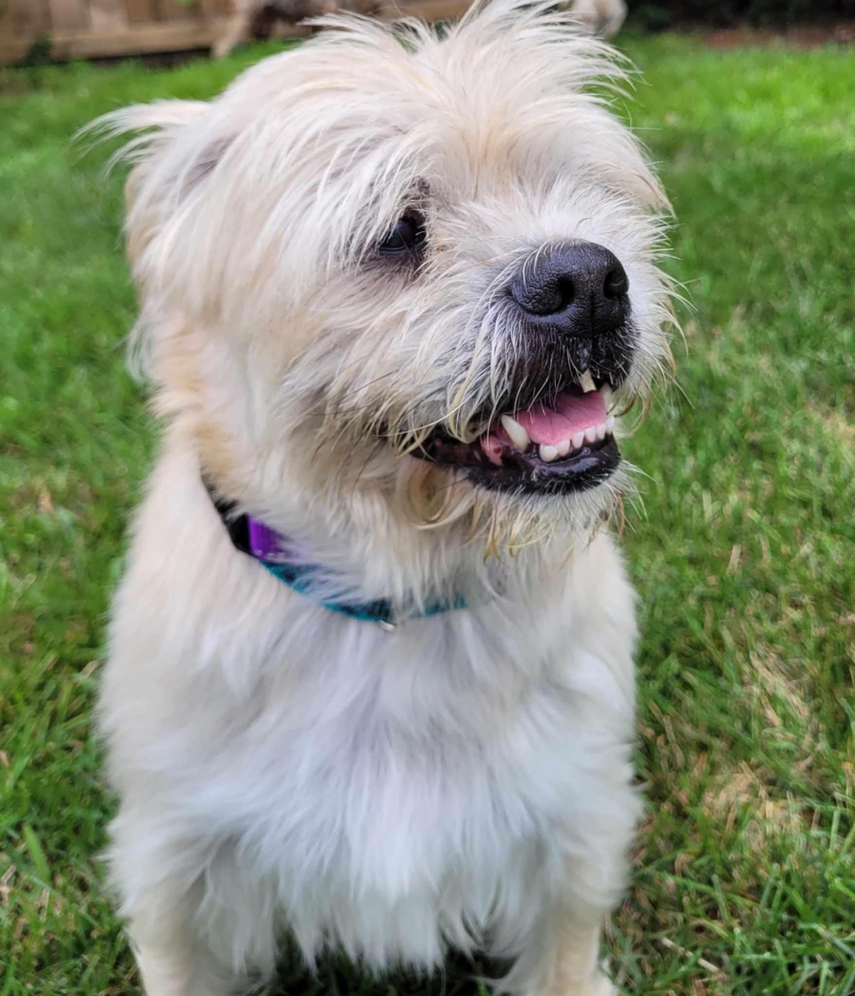 Enlarge Odie (Please read my description thoroughly I am in a holistic rescue), a Adoptable Puggle in Warren, MI image 4/4