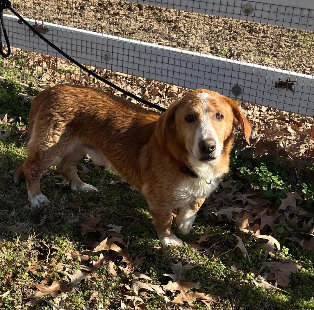 Hunter, Adopted, Adult Male Basset Hound.