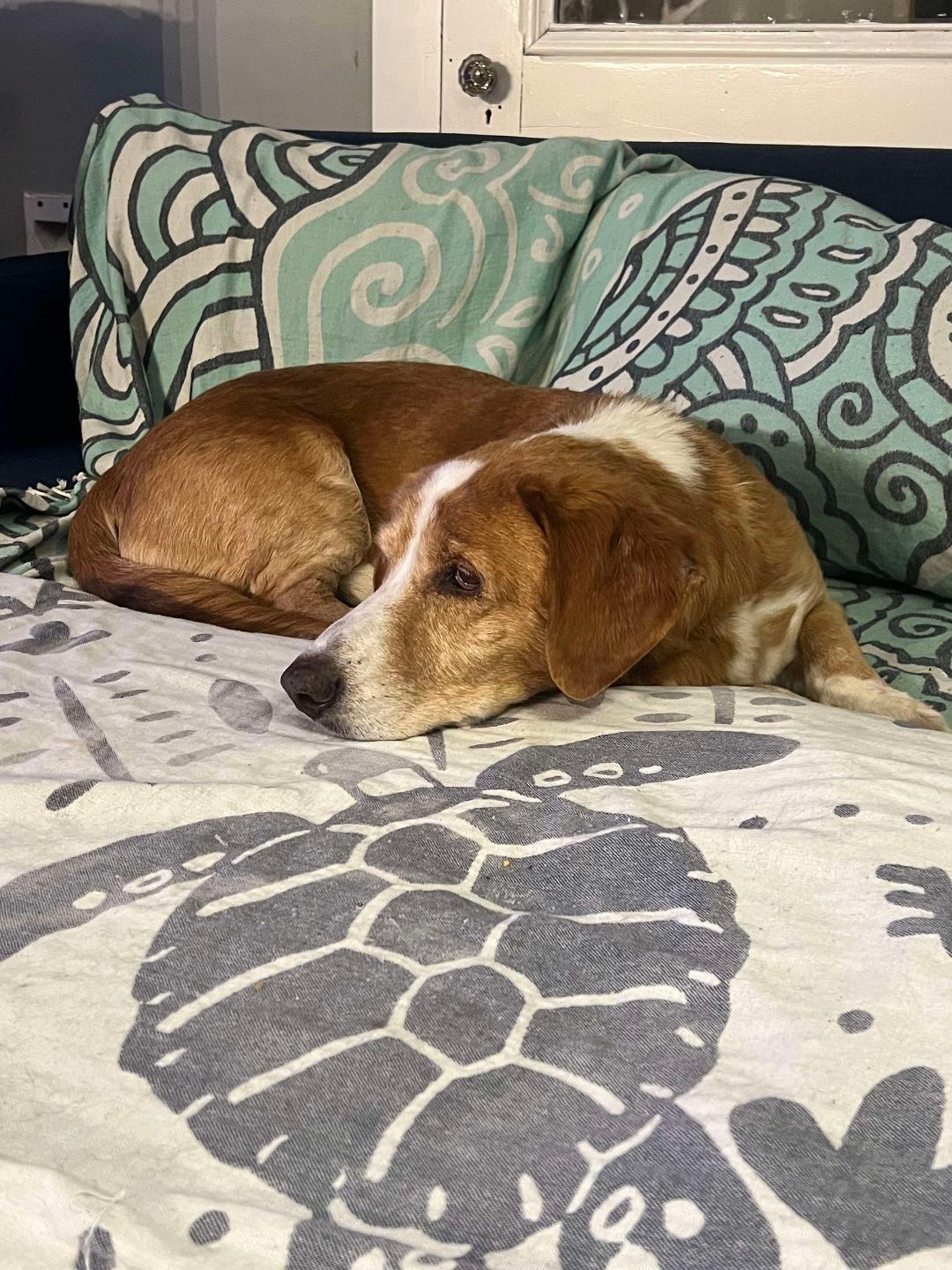 Hunter, a Adopted mixed breed in Hanover, PA image 2/6