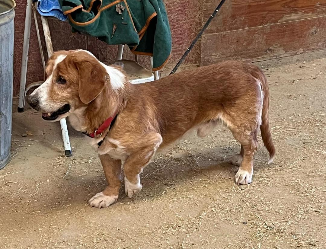 Hunter, a Adopted mixed breed in Hanover, PA image 4/6