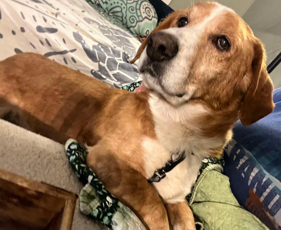 Hunter, a Adopted mixed breed in Hanover, PA image 5/6