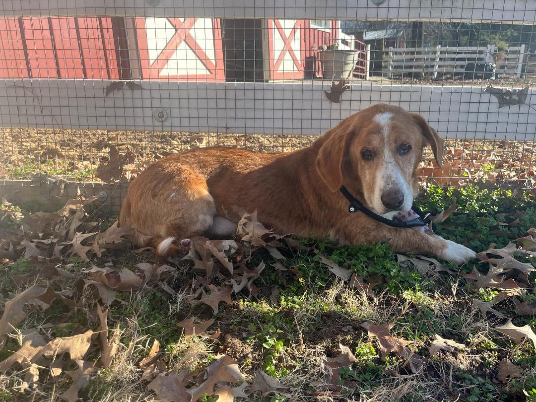 Hunter, a Adopted mixed breed in Hanover, PA image 6/6