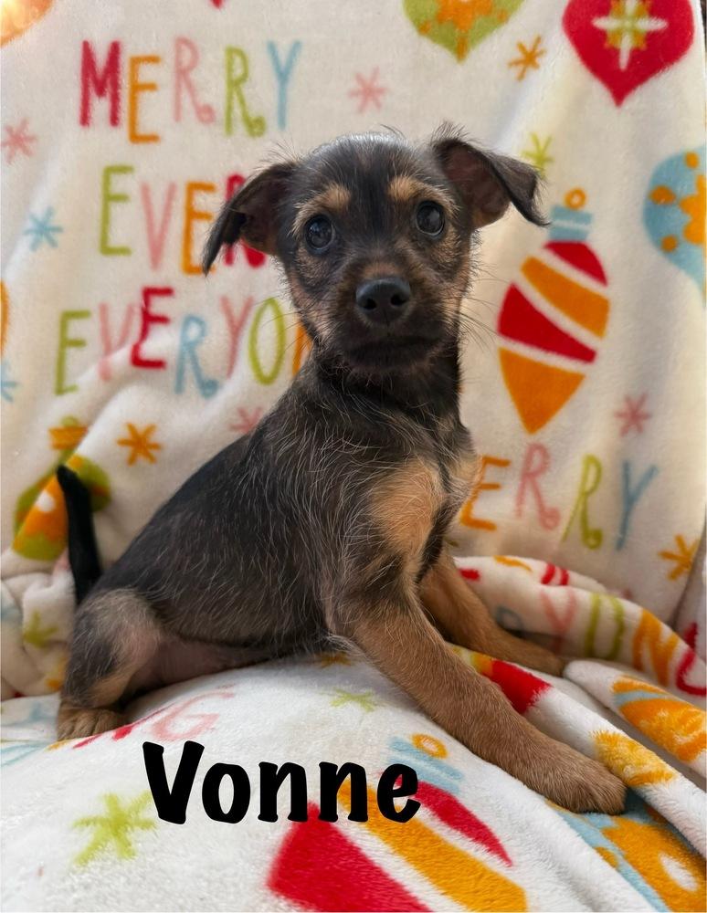 Vonne, Adoptable, Puppy Female Chihuahua & Terrier.