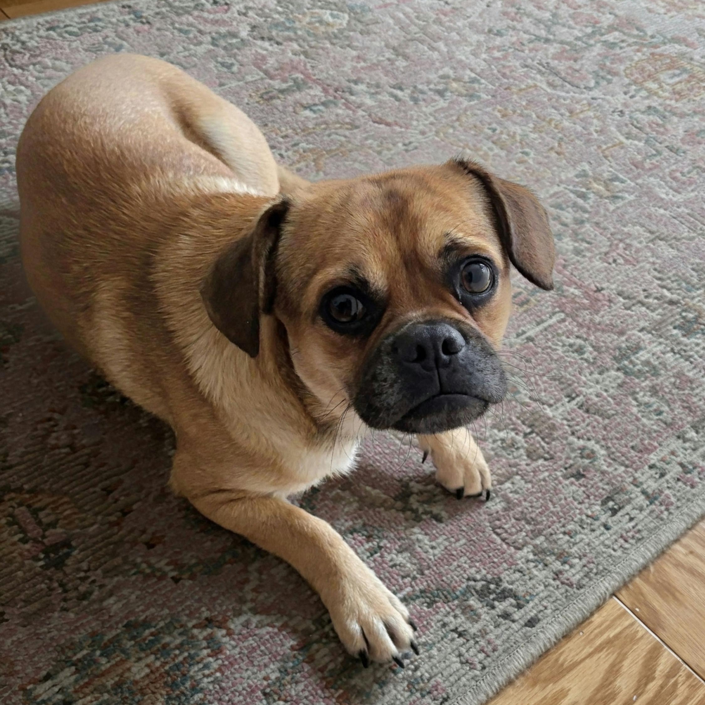 Morpheus, ADOPTABLE, Young Male Pug.