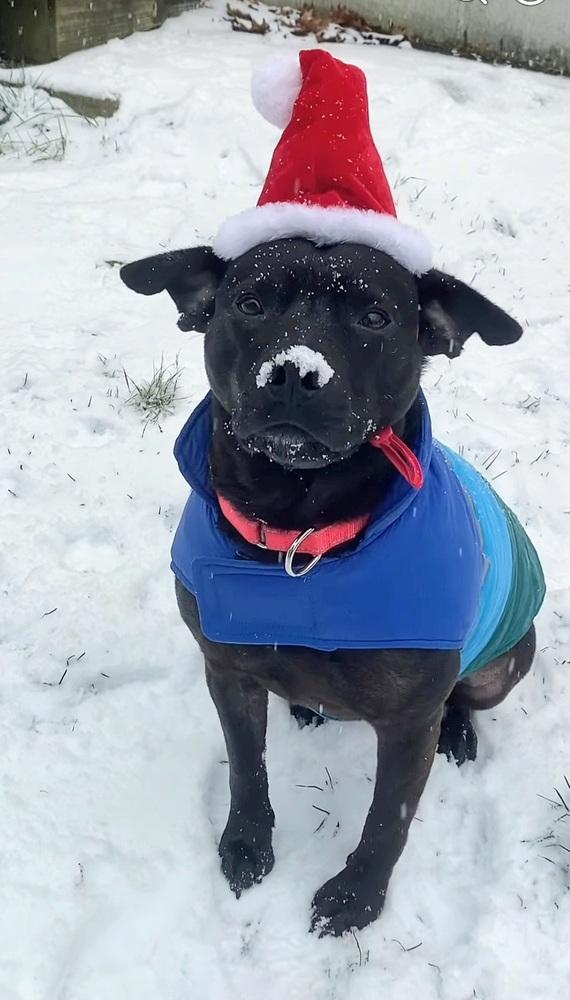 Enlarge Mary Jane, a Adoptable mixed breed in Saugus, MA image 1/6