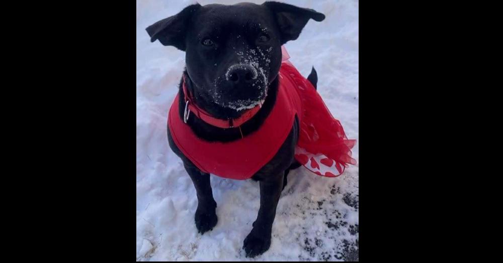 Mary Jane, Adoptable, Adult Female Terrier & Labrador Retriever.