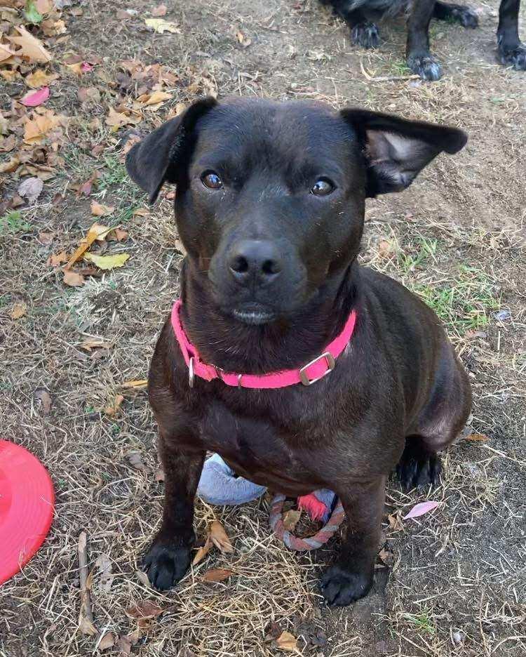 Enlarge Mary Jane, a Adoptable mixed breed in Saugus, MA image 2/6