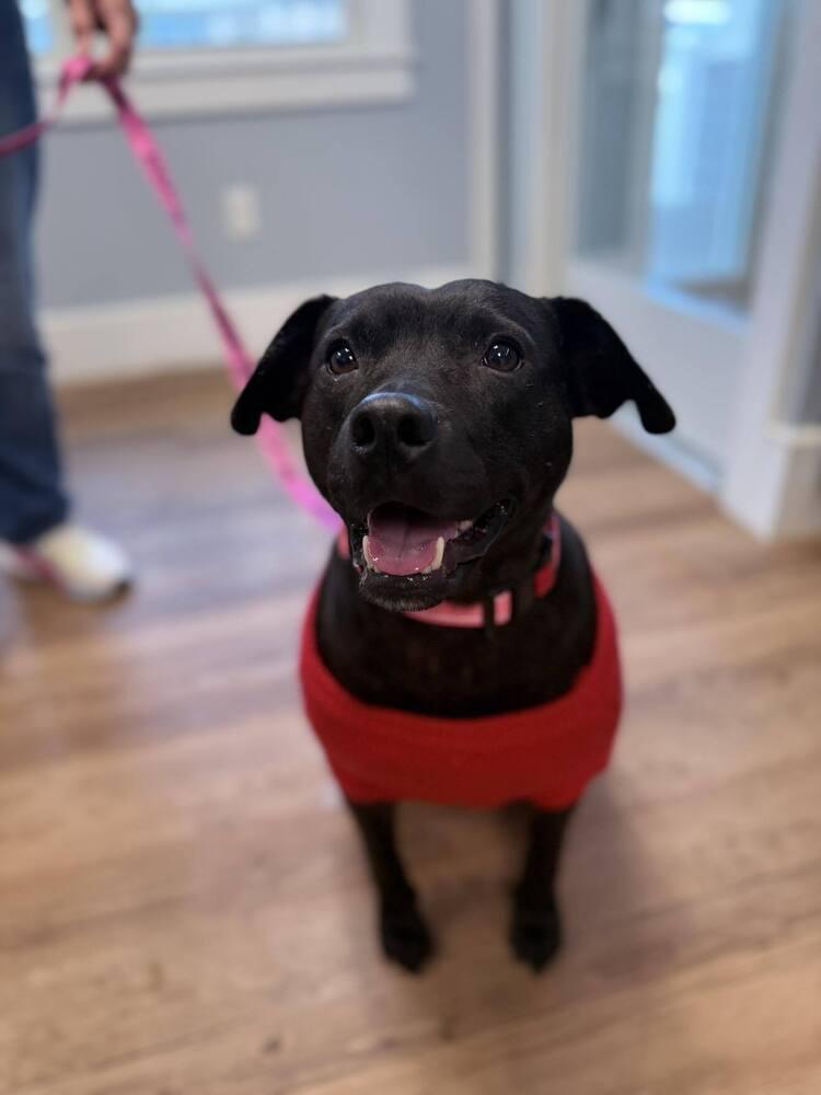 Enlarge Mary Jane, a Adoptable mixed breed in Saugus, MA image 3/6