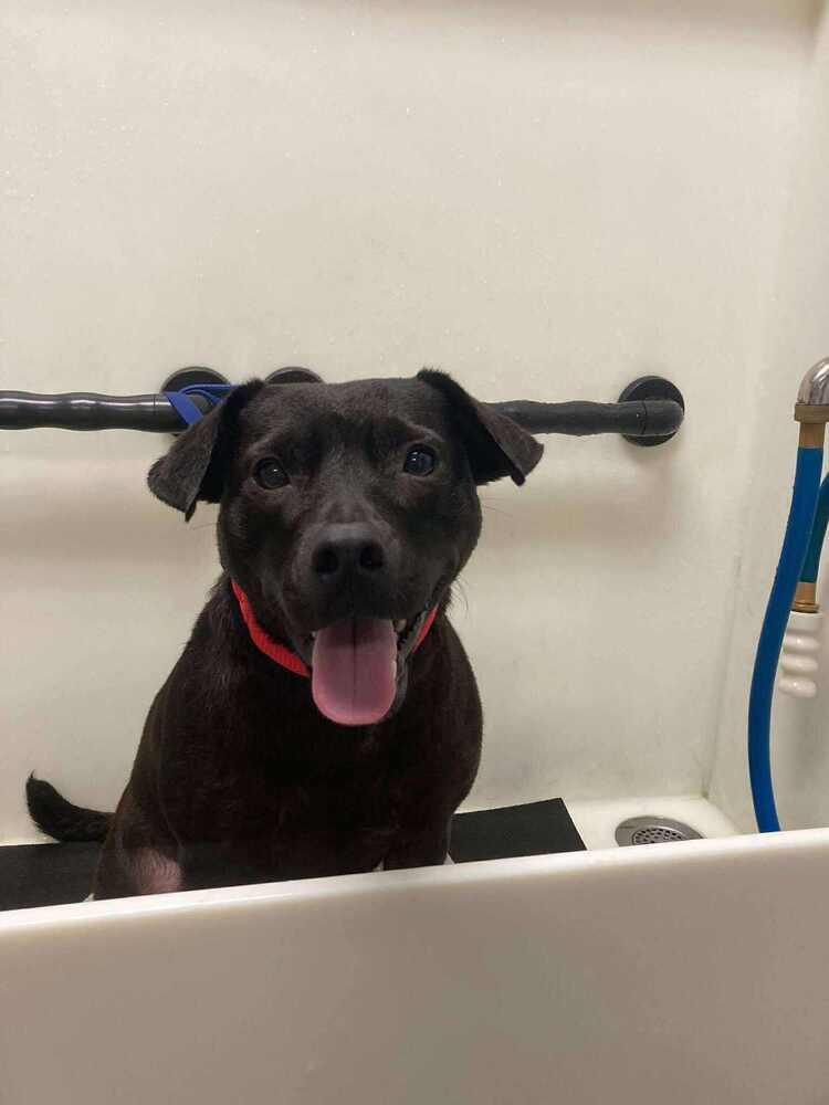 Enlarge Mary Jane, a Adoptable mixed breed in Saugus, MA image 4/6