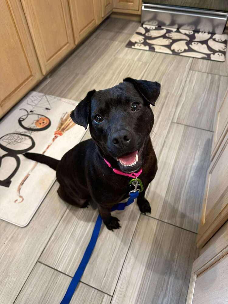 Enlarge Mary Jane, a Adoptable mixed breed in Saugus, MA image 5/6