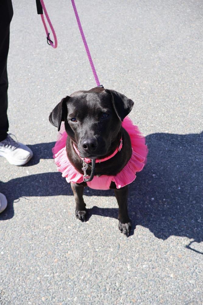 Enlarge Mary Jane, a Adoptable mixed breed in Saugus, MA image 5/6