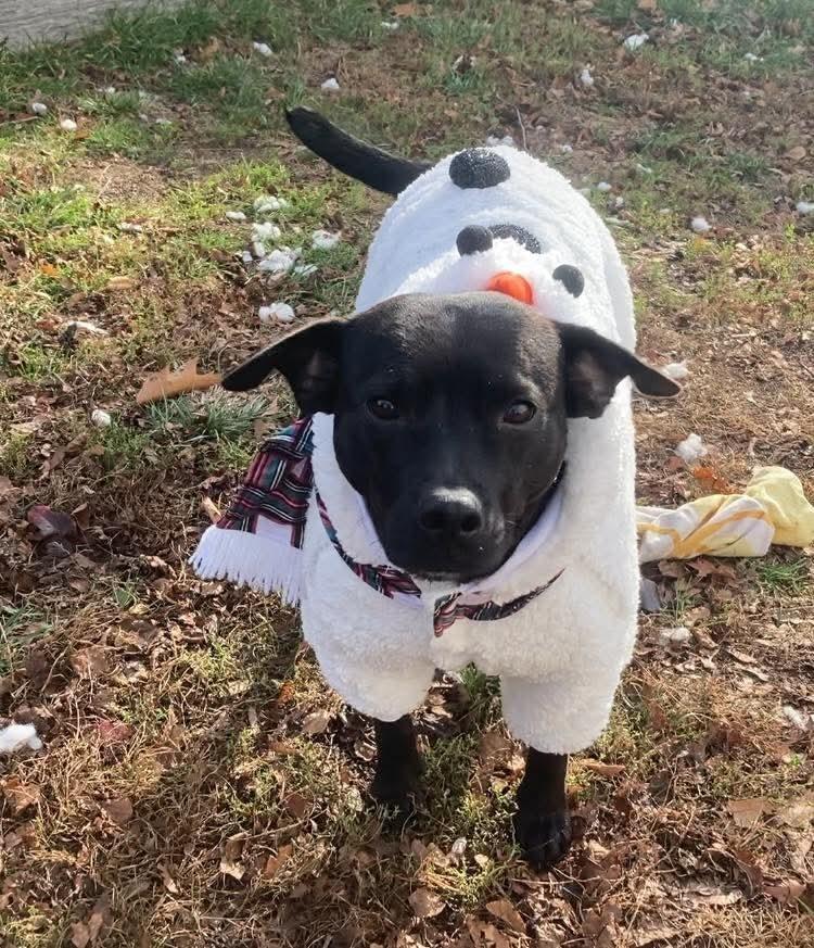 Enlarge Mary Jane, a Adoptable mixed breed in Saugus, MA image 6/6