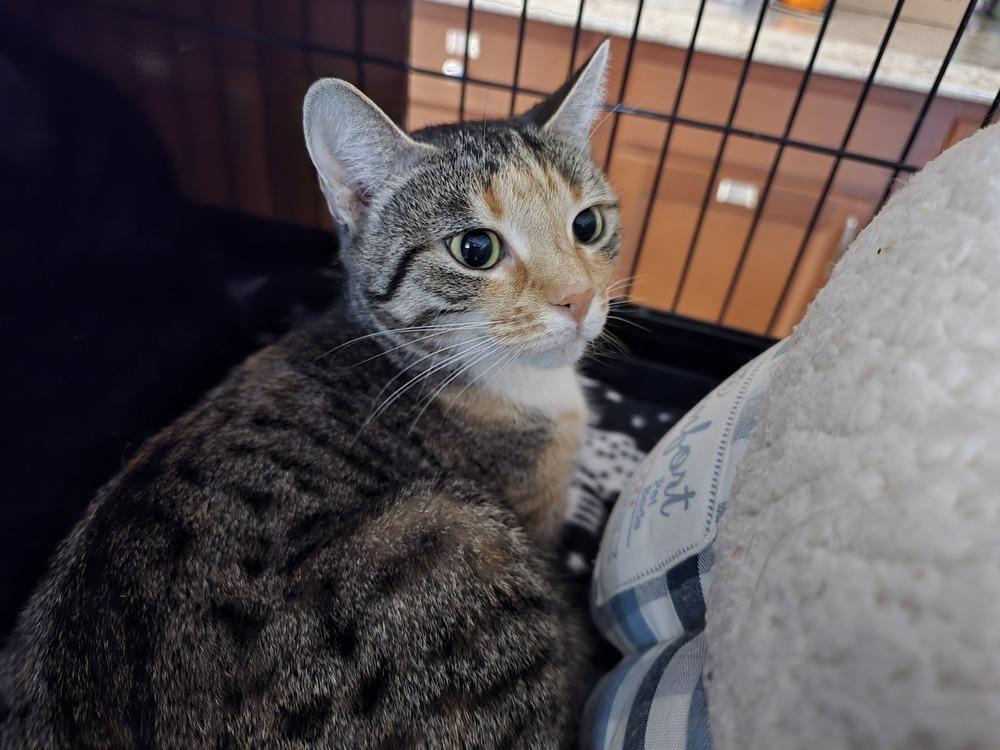 Cindy Lou, a Adoptable mixed breed in Southbury, CT image 1/2