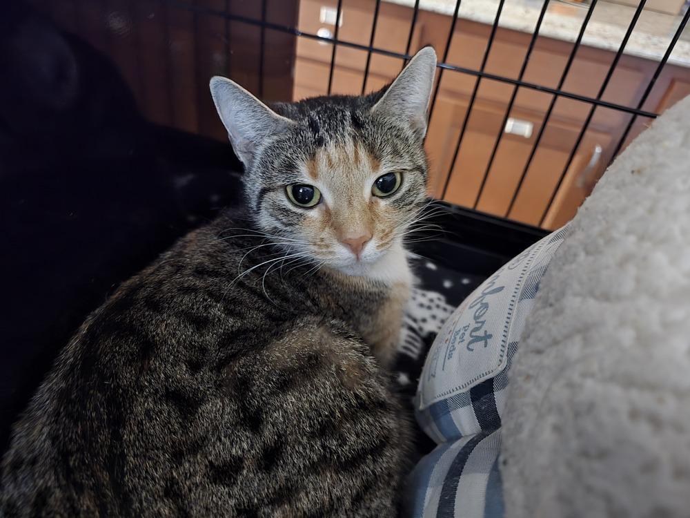 Cindy Lou, a Adoptable mixed breed in Southbury, CT image 2/2