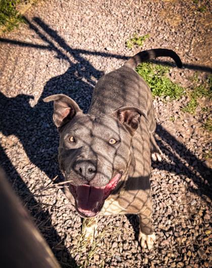 Sire, ADOPTABLE, Adult Male Mixed Breed.