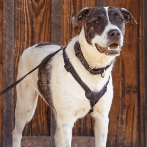 5749 Geo, a Adoptable mixed breed in Springfield, MO image 1/13